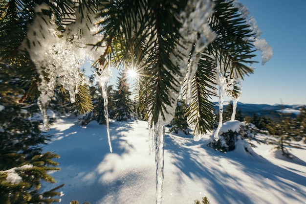 Foto um close-up de uma árvore coberta de neve