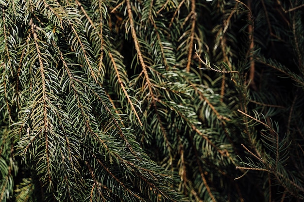 Um close-up de uma árvore com agulhas verdes e agulhas marrons