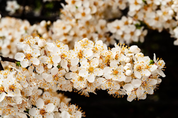 Um close-up de uma árvore com flores brancas