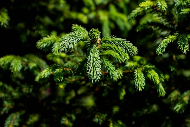 Um close-up de uma árvore com um galho verde