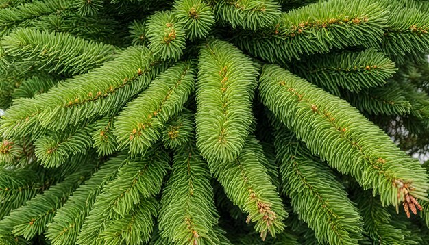 um close-up de uma árvore de pinheiro com agulhas verdes