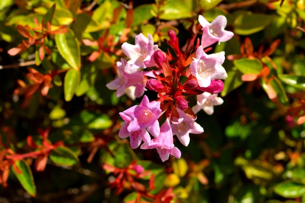 Foto um close-up de uma bela abélia brilhante flores cor-de-rosa