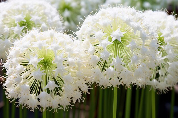 um close-up de uma cabeça de flor com pétalas verdes