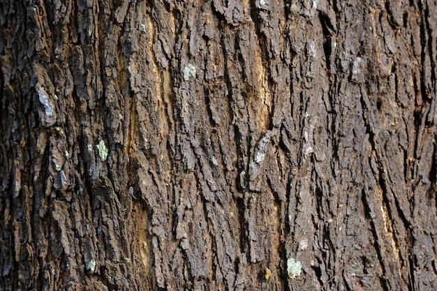 Um close-up de uma casca de árvore com um musgo verde sobre ele