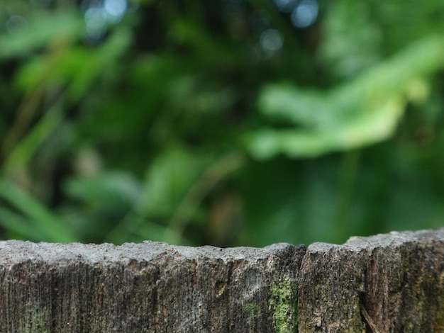 um close-up de uma cerca de madeira com um lagarto nele