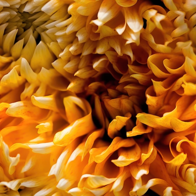 Um close-up de uma flor amarela com a palavra calêndula nele.