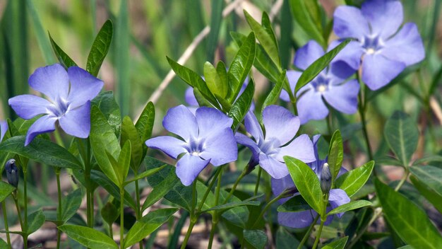 um close-up de uma flor azul com a palavra primavera sobre ele