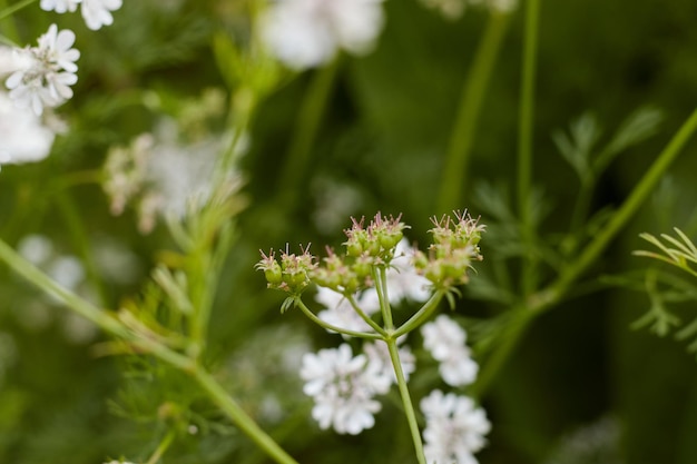 Um close-up de uma flor branca com a palavra "flor silvestre" nela