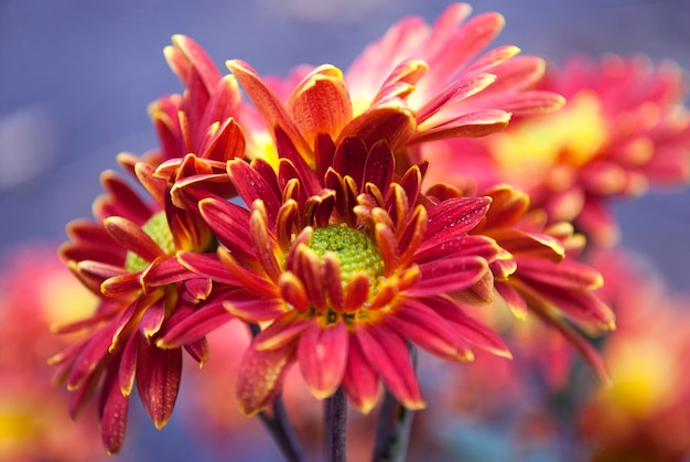 Um close-up de uma flor com a palavra crisântemo nela