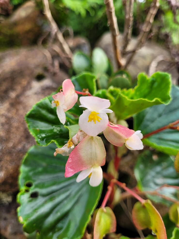 Foto um close-up de uma flor com a palavra "primavera" citado nela