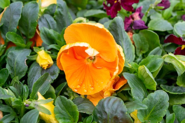 Um close-up de uma flor com as folhas à direita