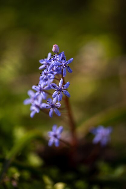 Um close-up de uma flor com flores azuis