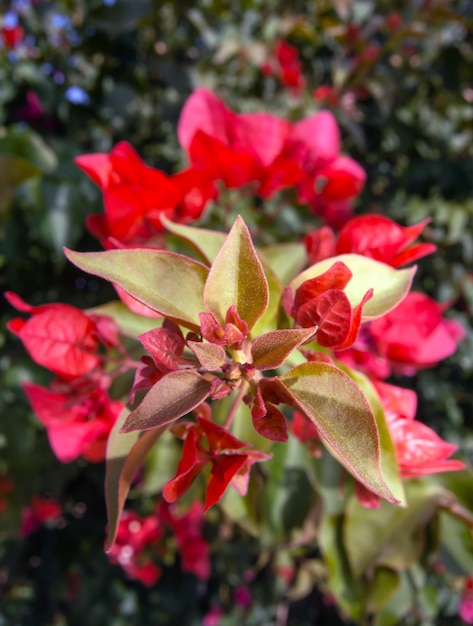 Um close-up de uma flor com folhas vermelhas e folhas verdes.