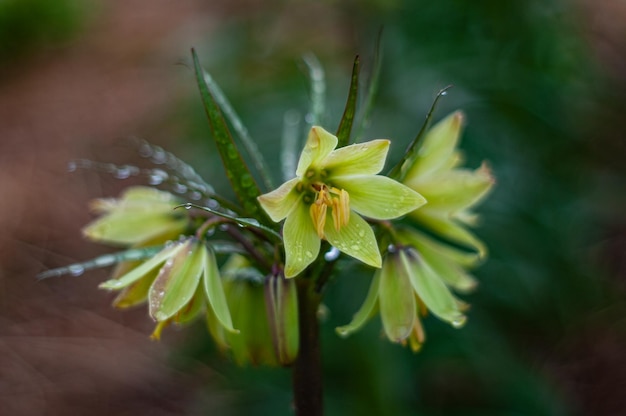 Um close-up de uma flor com o centro verde e o centro amarelo.