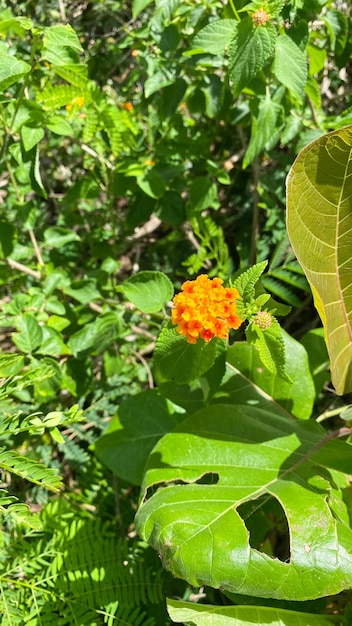 Um close-up de uma flor com pétala de flores laranja e amarela, muito bonita