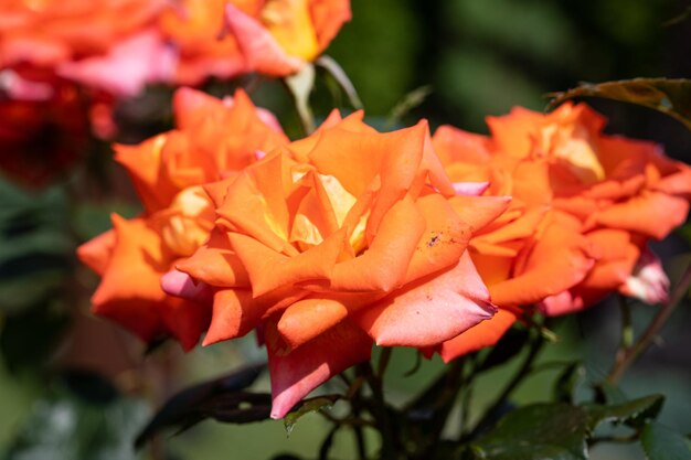 Um close-up de uma flor com pétalas de laranja e rosa