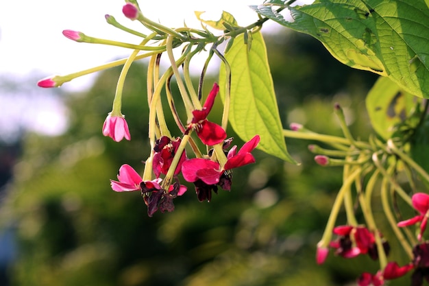 Um close-up de uma flor com pétalas de rosa e folhas verdes