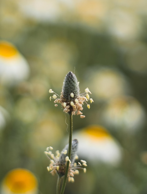 um close-up de uma flor com um fundo desfocado