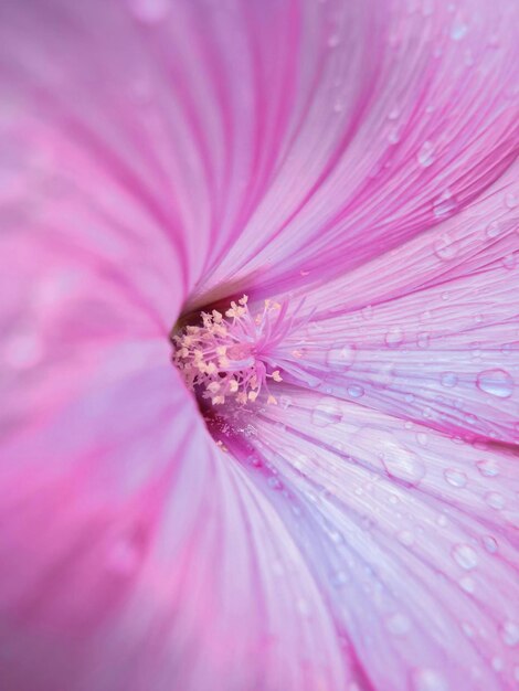 um close-up de uma flor de hibisco com gotas de água