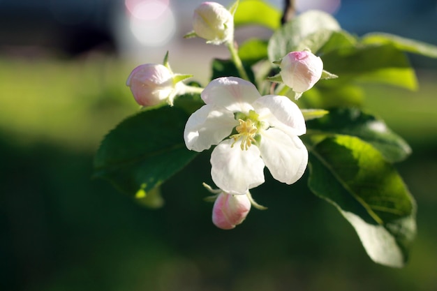 Foto um close-up de uma flor de maçã