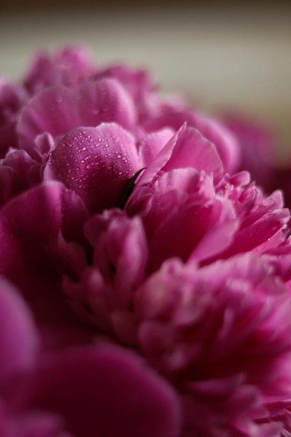 Um close-up de uma flor de peônia rosa