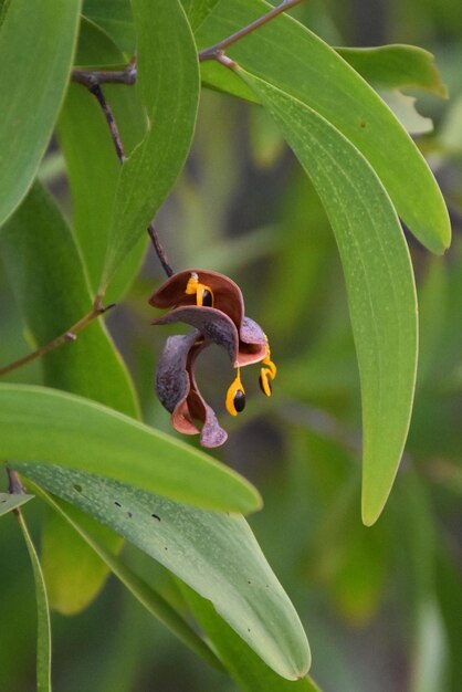 Foto um close-up de uma flor em uma árvore