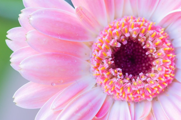 Um close-up de uma flor rosa com estames amarelos