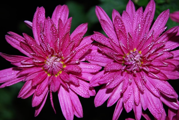 Um close-up de uma flor rosa com gotas de água sobre ele