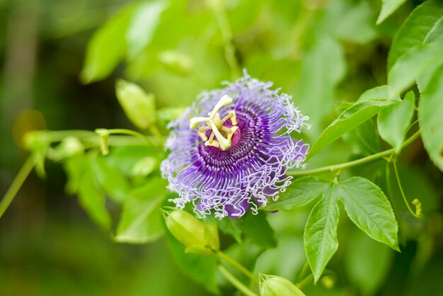 Um close-up de uma flor roxa a florescer