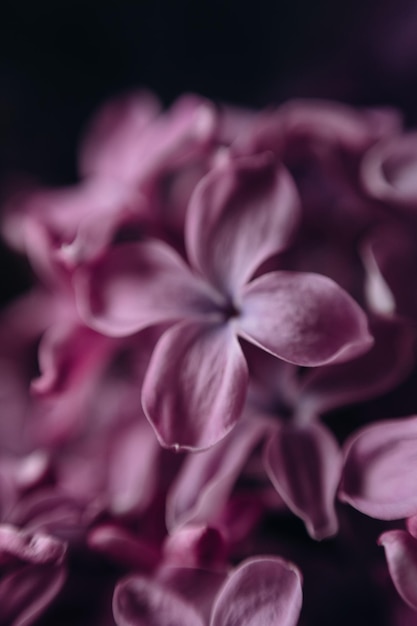 Um close-up de uma flor roxa com a palavra " nela".