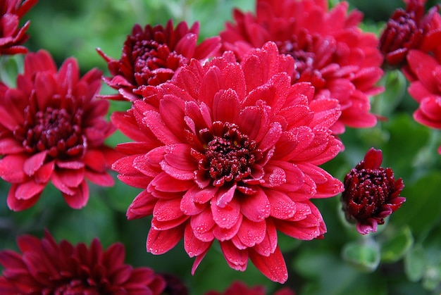 Um close-up de uma flor vermelha com a palavra dália nele