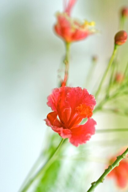 Um close-up de uma flor