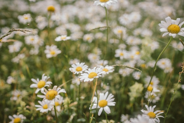 Um close-up de uma flor