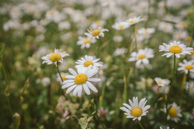 Um close-up de uma flor