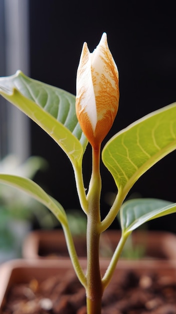 Um close-up de uma flor