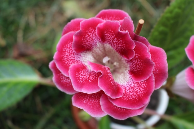 Um close-up de uma flor