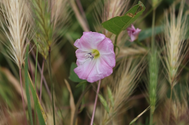 Um close-up de uma flor