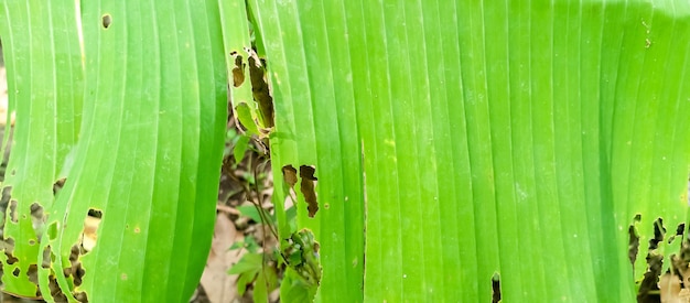 Foto um close-up de uma folha de banana com um inseto nele