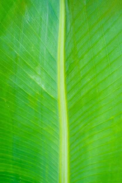Um close-up de uma folha de bananeira com as veias verdes visíveis.