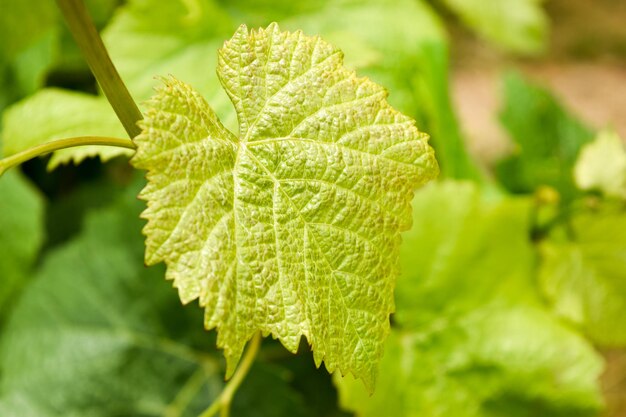 Um close-up de uma folha de uva com a folha verde mostrando a textura da folha.