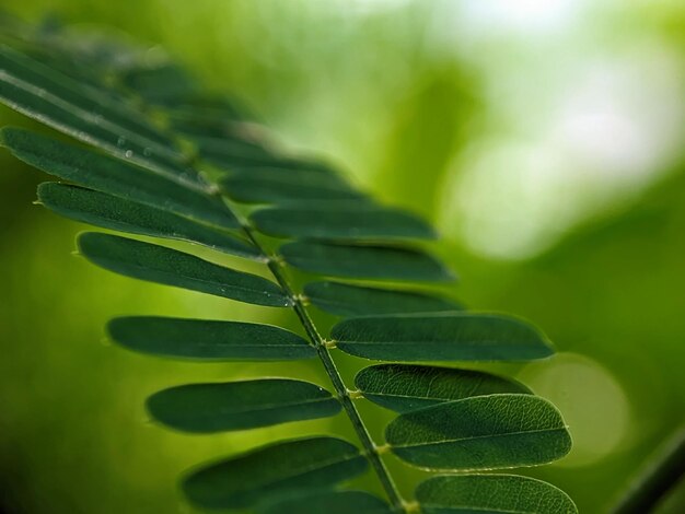 Um close-up de uma folha verde com a palavra palma nela