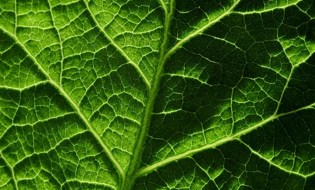 Um close-up de uma folha verde com a textura da folha.