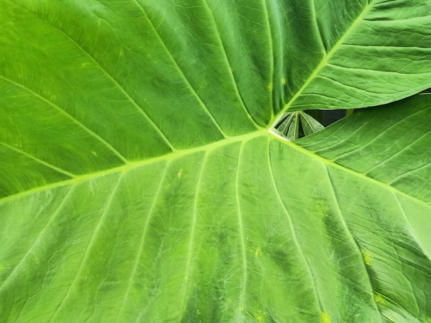 Um close-up de uma folha verde da planta tannia com as bordas verdes mostrando a textura da folha