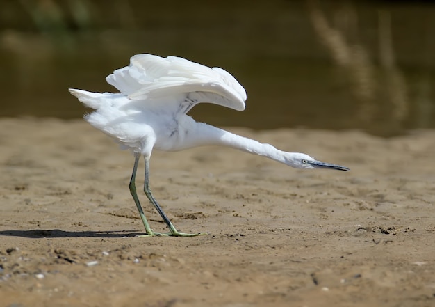 Um close-up de uma garça-real branca em uma praia arenosa com um pescoço estendido e asas abertas