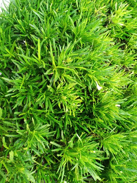 Um close-up de uma grama verde que foi cortada em pequenos pedaços.