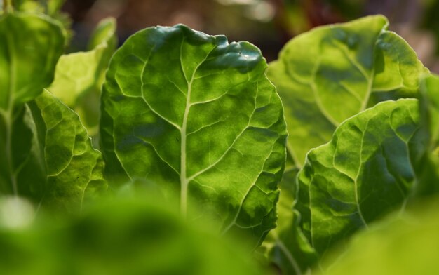 Um close-up de uma horta