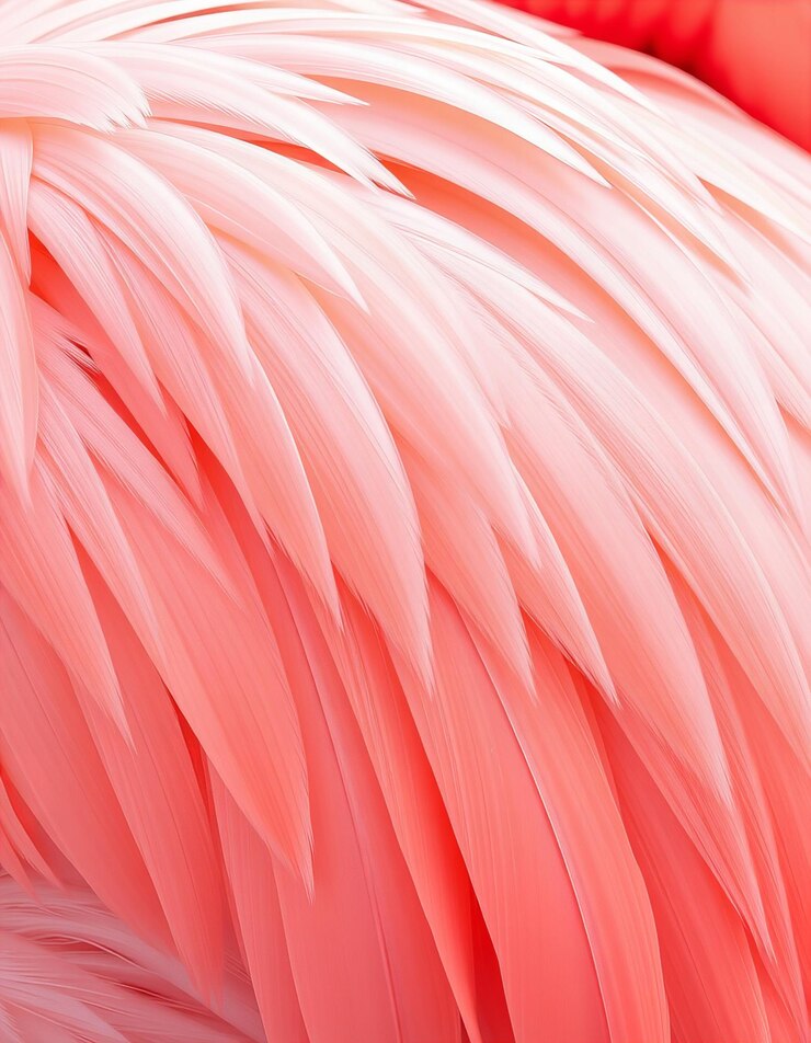 Foto um close-up de uma pena rosa