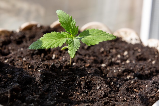 Um close-up de uma planta com a palavra cânhamo nela