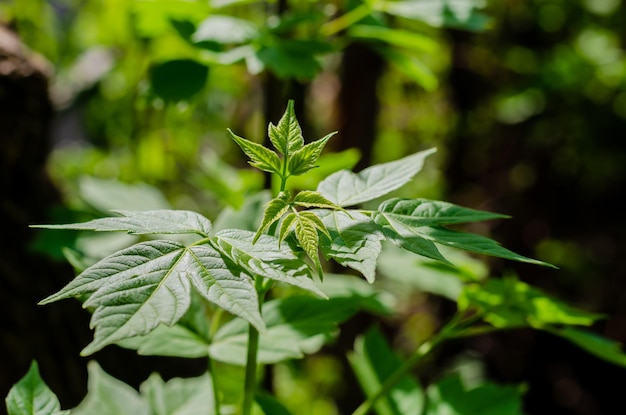 Um close-up de uma planta com as folhas da planta