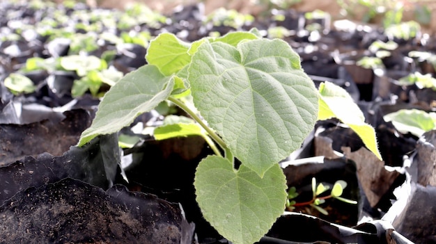 Foto um close-up de uma planta com as folhas da planta